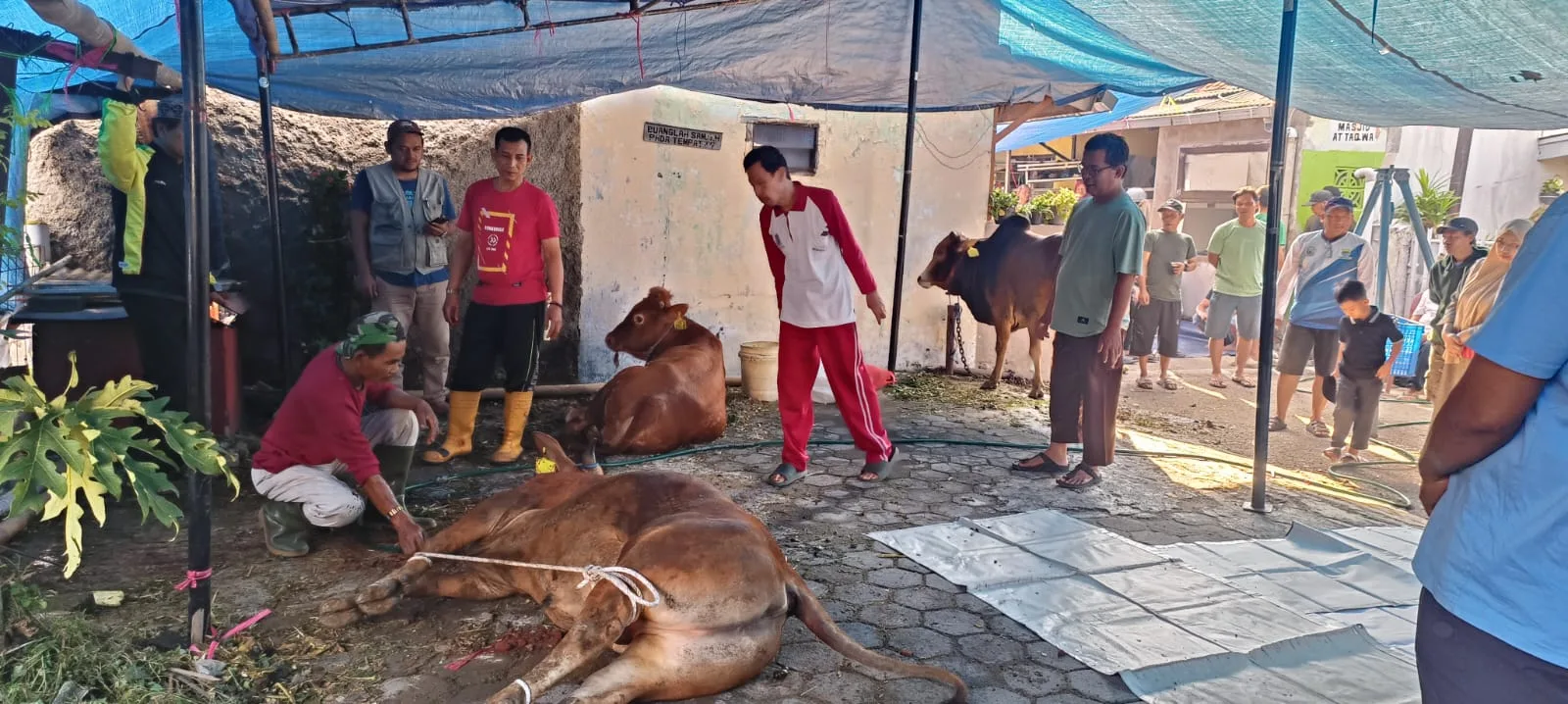Ibadah Qurban